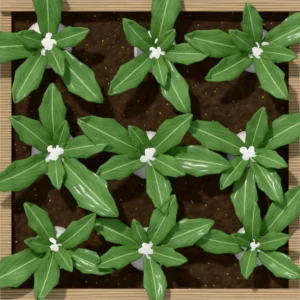 One square foot planted with 9 turnip plants, seen from above