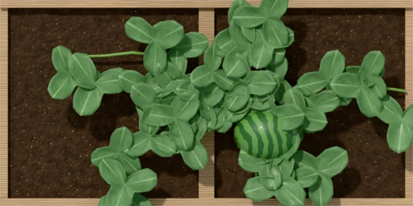 Watermelon (small) spread over 2 squares of a bed, seen from above