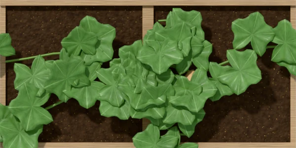 Winter squash spread over 2 squares of a bed, seen from above